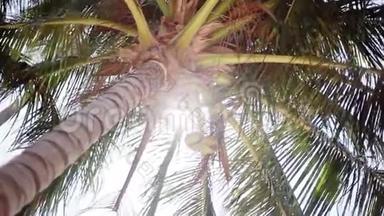 从下往上看一棵美丽的棕榈树，背景是蓝天上的椰子。 1920x1080。 <strong>高清高清</strong>